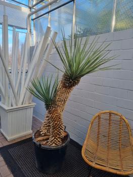 Yucca Rigida 1